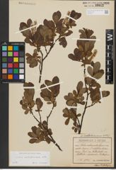Foto von Salix waldsteiniana Willd.